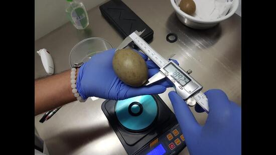 A great Indian bustard egg, slightly larger than a chicken egg, is measured and candled at the conservation breeding centre, ahead of incubation. (Courtesy GIB Conservation Breeding Centre)