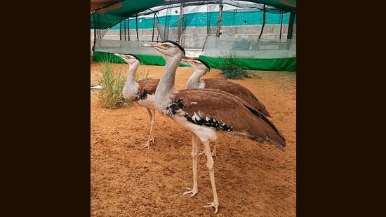 At six to eight months, the birds are transferred to open-air enclosures that mirror their natural habitat. (Courtesy GIB Conservation Breeding Centre)