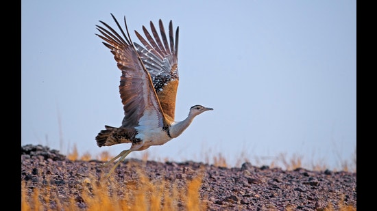 (Photo: Dhritiman Mukherjee) (Photo: Dhritiman Mukherjee)