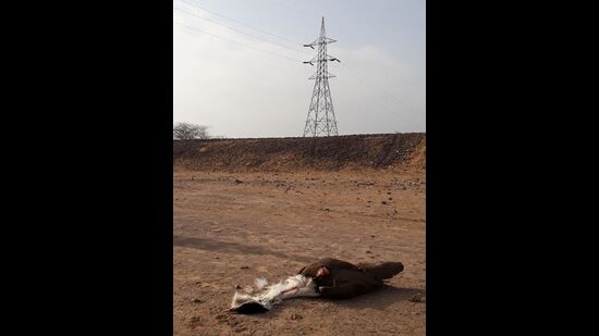 A great Indian bustard found dead at Ramdevra in Jaisalmer. An estimated 16 bustards die each year, in collisions with high-voltage power lines thrown up by power projects sanctioned in the Thar Desert. (Radheshyam Pemani Bishnoi) A great Indian bustard found dead at Ramdevra in Jaisalmer. An estimated 16 bustards die each year, in collisions with high-voltage power lines thrown up by power projects sanctioned in the Thar Desert. (Radheshyam Pemani Bishnoi)