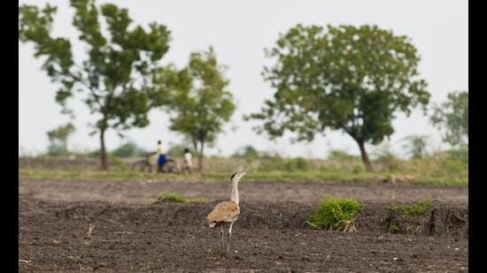 A great Indian bustard on farmland at Siruguppa in Bellary. Conservationists recorded small flocks spotted here between 2006 and 2016. Then land-use patterns changed, and a large anti-poaching camp (below) was constructed. There have been few sightings since. (Samad Kottur) A great Indian bustard on farmland at Siruguppa in Bellary. Conservationists recorded small flocks spotted here between 2006 and 2016. Then land-use patterns changed, and a large anti-poaching camp (below) was constructed. There have been few sightings since. (Samad Kottur)