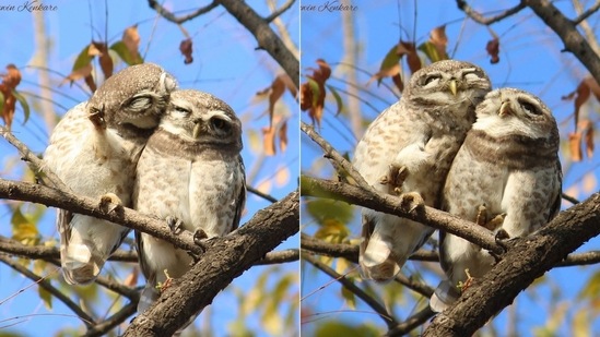 The image of the owlets are captured by a photographer and they went crazy viral.(Ashwin Kenkare)