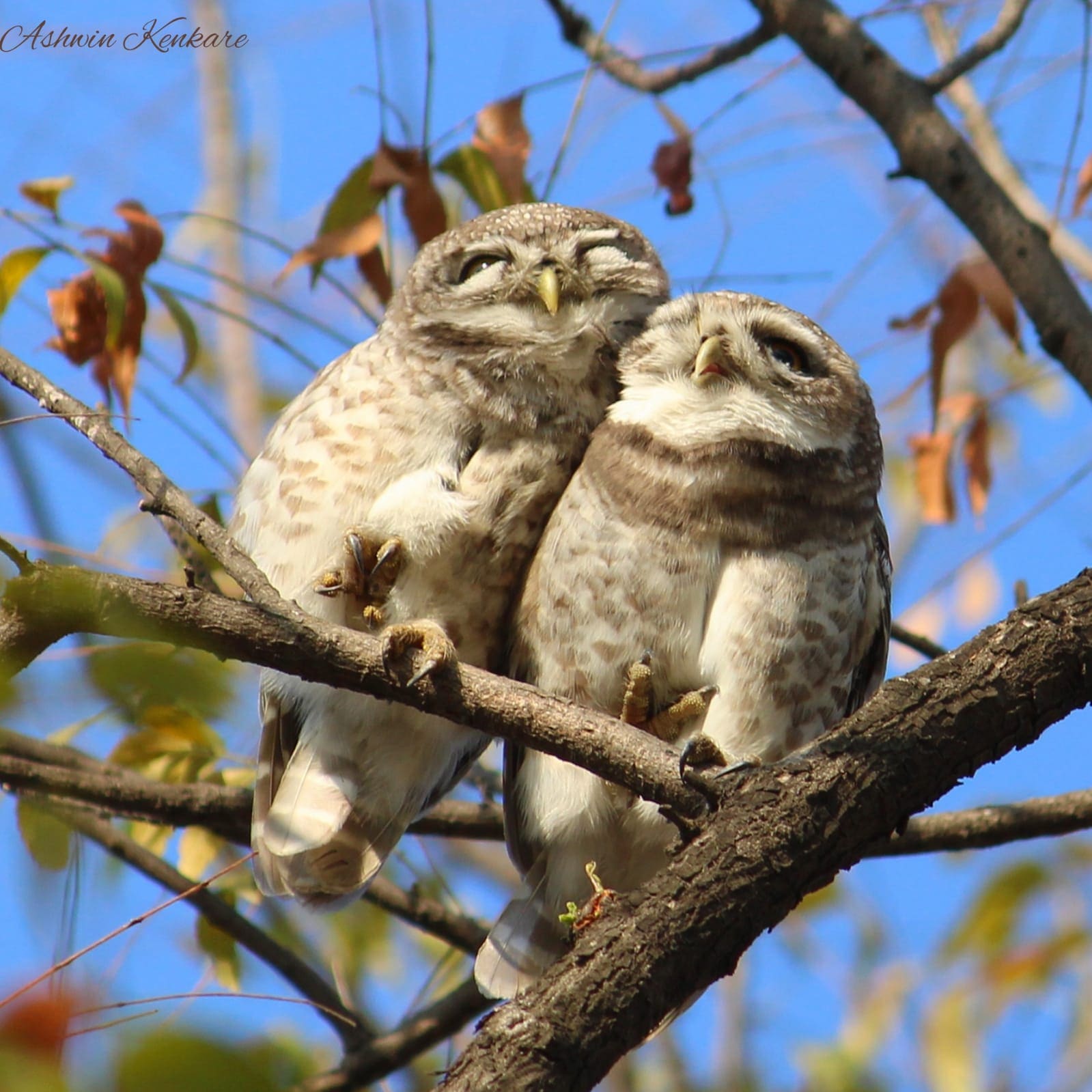 Real-life love birds owlets.(Ashwin Kenkare)