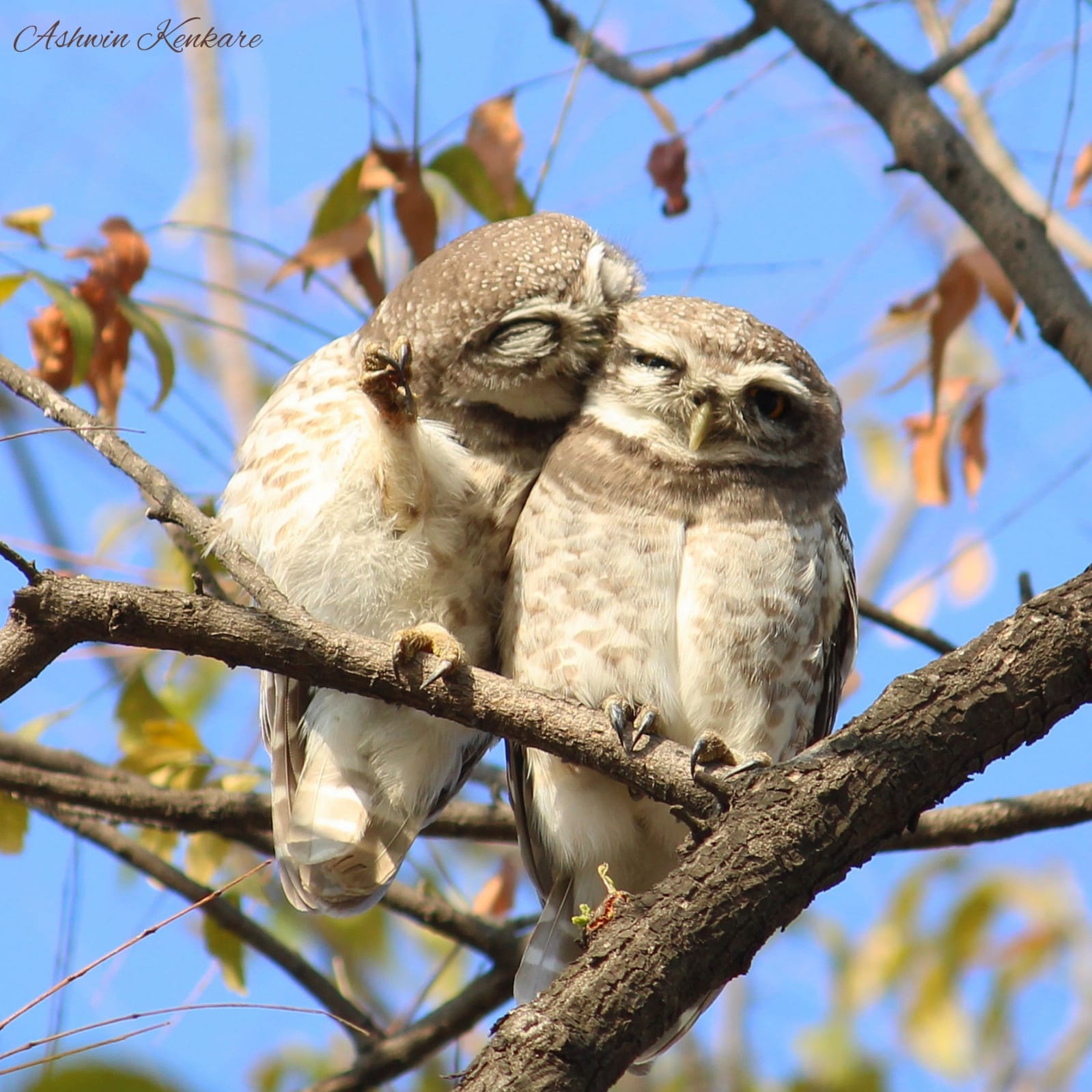 Owlets in love.(Ashwin Kenkare )