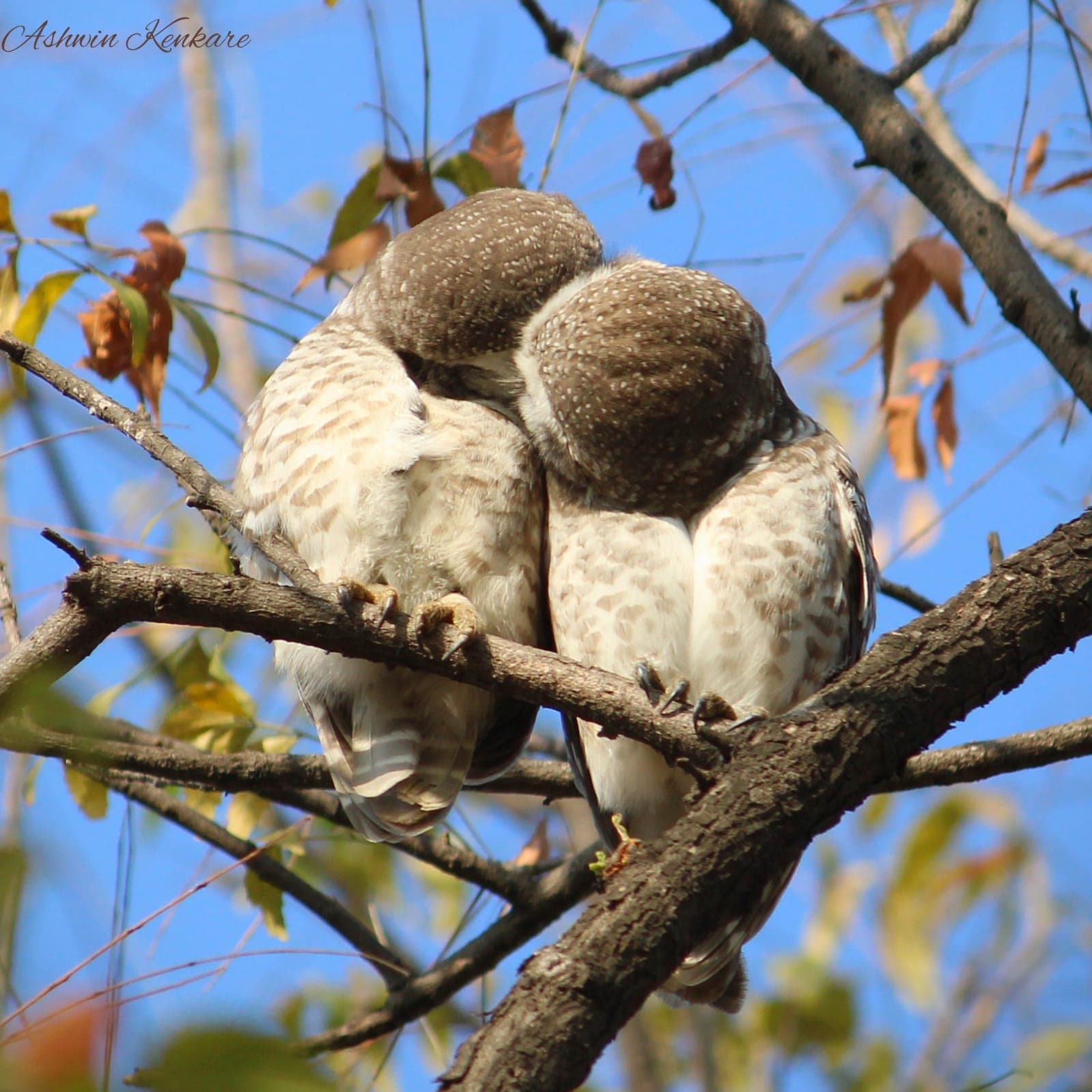 Sweet owlets.(Ashwin Kenkare )