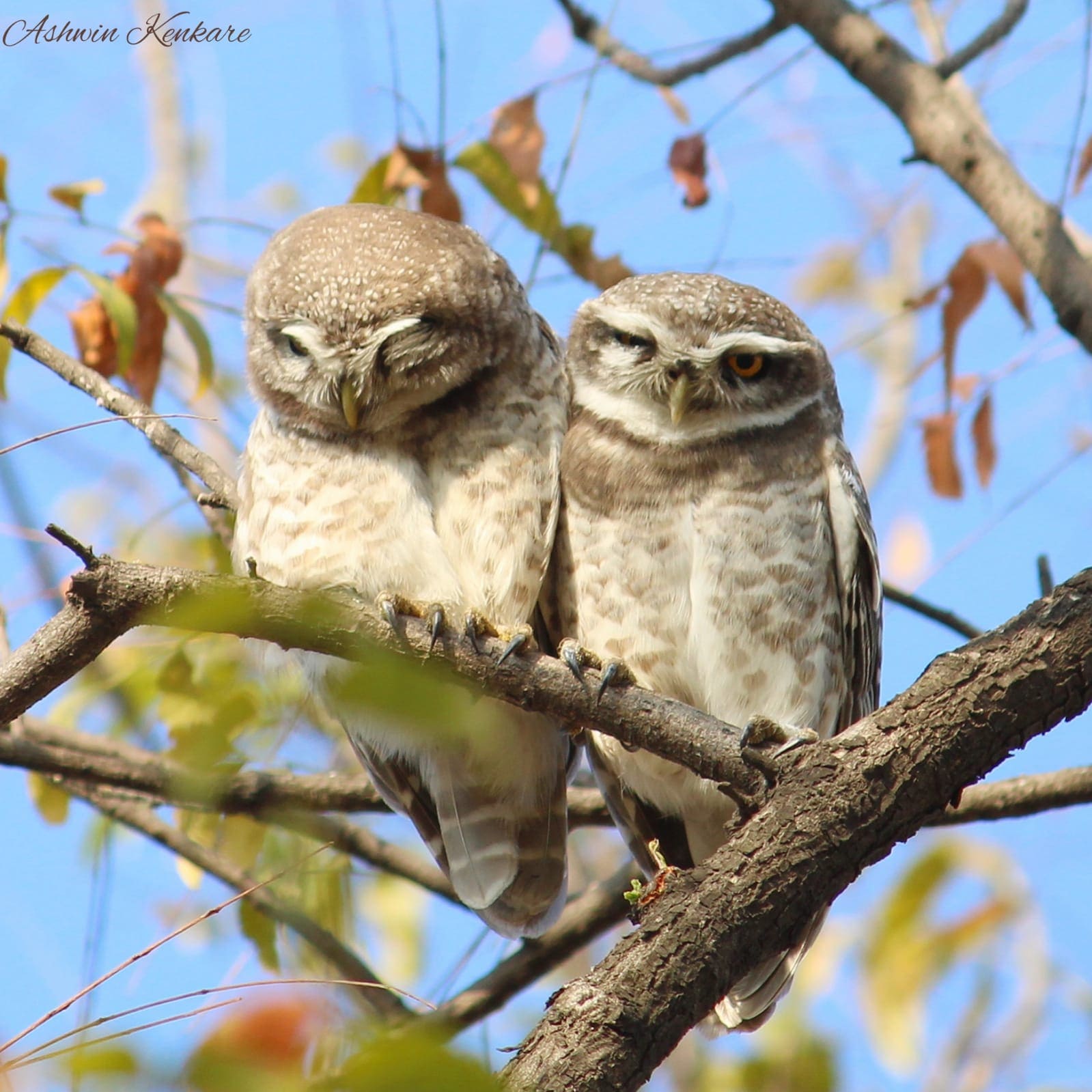 Viral image of owlets.(Ashwin Kenkare)