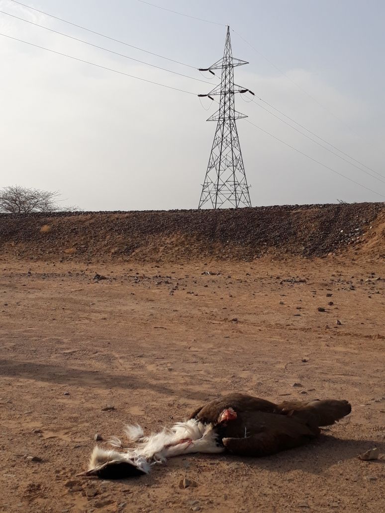 A great Indian bustard found dead at Ramdevra in Jaisalmer. An estimated 16 bustards die each year, in collisions with high-voltage power lines thrown up by power projects sanctioned in the Thar Desert. (Radheshyam Pemani Bishnoi) A great Indian bustard found dead at Ramdevra in Jaisalmer. An estimated 16 bustards die each year, in collisions with high-voltage power lines thrown up by power projects sanctioned in the Thar Desert. (Radheshyam Pemani Bishnoi)