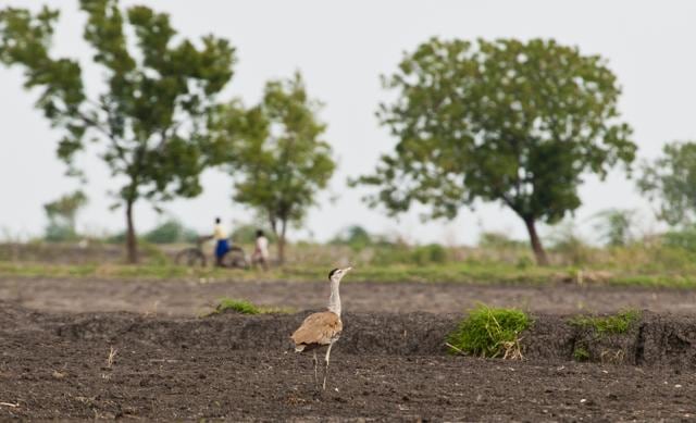 the Great Indian Bustard is particularly vulnerable to power line collisions due to its narrow frontal vision and heavy flight. (Samad Kottur) the Great Indian Bustard is particularly vulnerable to power line collisions due to its narrow frontal vision and heavy flight. (Samad Kottur)