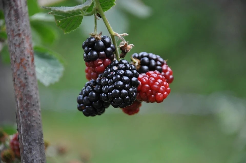 A nutrient powerhouse, mulberries are rich in iron, riboflavin, vitamin c, vitamin k, potassium, phosphorous and calcium. (Pixabay)
