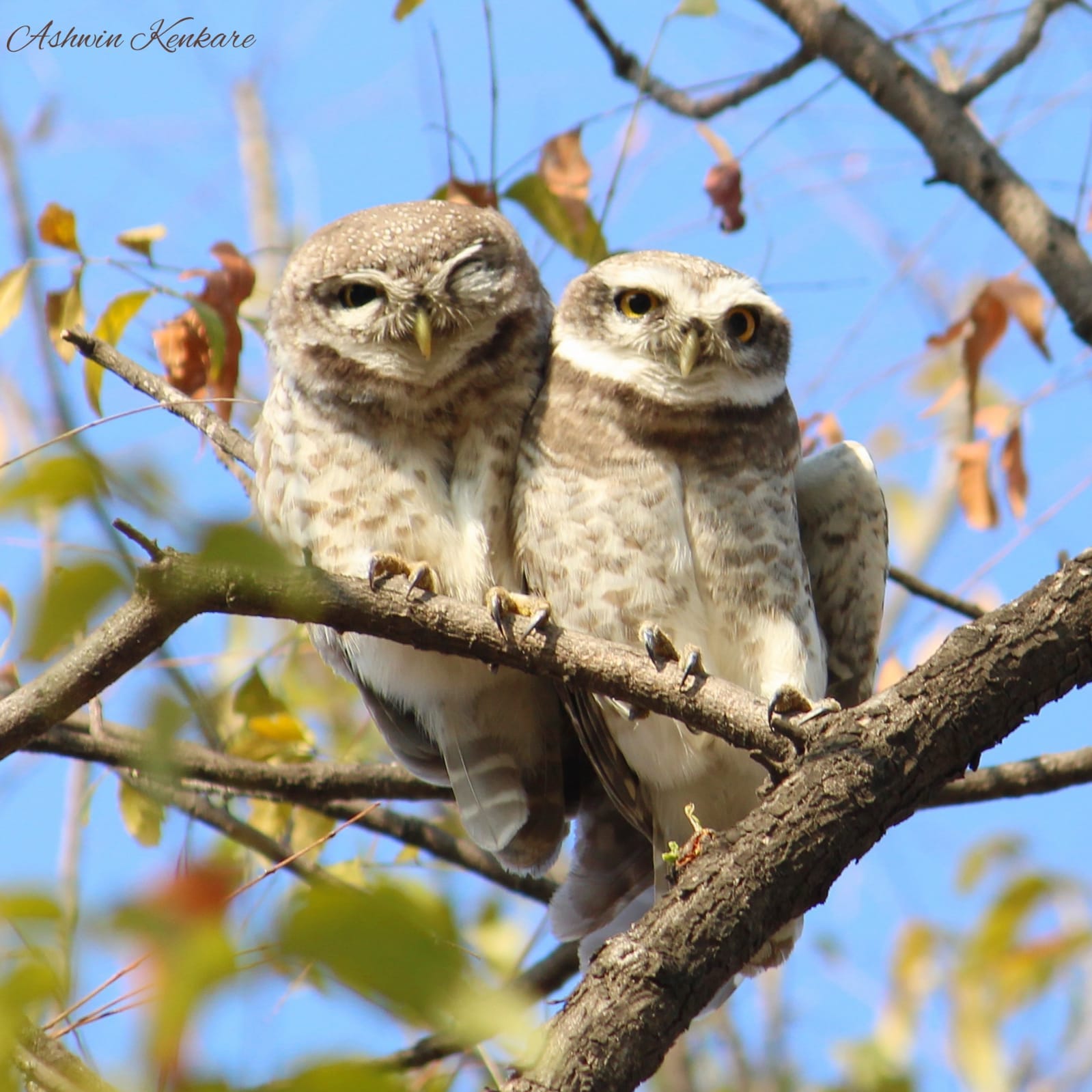 The owlets siting on a tree branch.(Ashwin Kenkare )