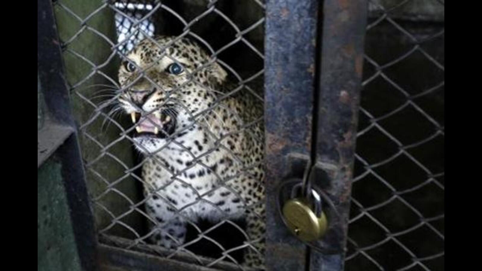 At Katraj zoo: Covid lockdown helps relax zoo animals, make them feel 'almost at home' - Hindustan Times At Katraj zoo: Covid lockdown helps relax zoo animals, make them feel 'almost at home' - Hindustan Times