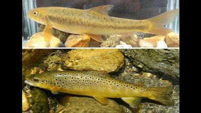 Snow trout and (below) Brown trout. (PHOTOS: AASHNA SHARMA)