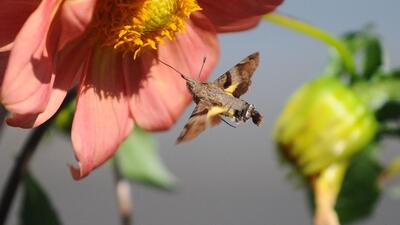 A hummingbird clearwing moth collecting nectar from a flower at Sukhna Lake in Chandigarh on a sunny Saturday afternoon. (Ravi Kumar/HT)