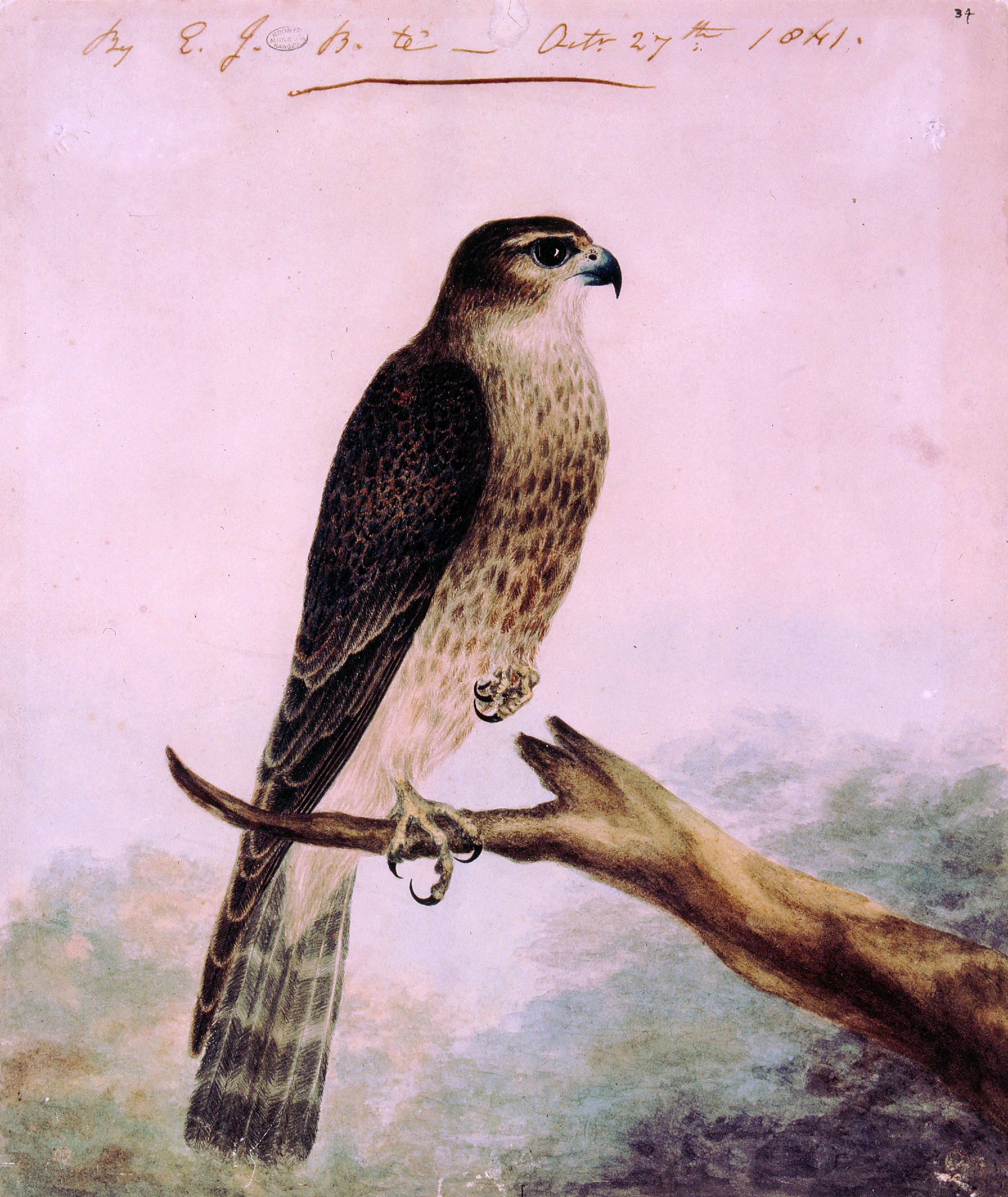 Painting of a Merlin by Emily Bronte. (PHOTO: THE BRONTE PARSONAGE MUSEUM (HAWORTH, UK))