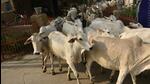 After the case, the district office took over the administration of the shelter and now Vikas Mishra CEO, district panchayat office, will take care of cows. (HT File)