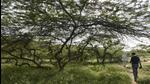 Grasses are already returning in parts of the sanctuary where human footprint has reduced, according to a senior forest official in the south division. (Sanjeev Verma/HT Archive) Grasses are already returning in parts of the sanctuary where human footprint has reduced, according to a senior forest official in the south division. (Sanjeev Verma/HT Archive)