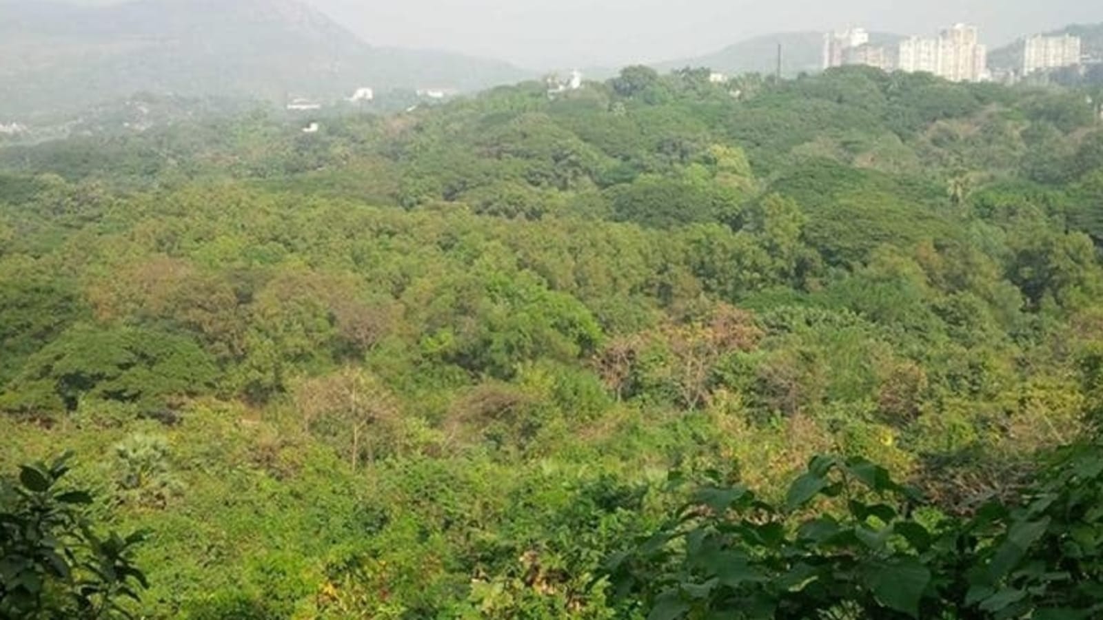 Plantations count for 28% forest cover: FSI DG