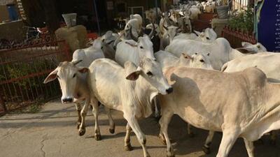 After the case, the district office took over the administration of the shelter and now Vikas Mishra CEO, district panchayat office, will take care of cows. (HT File) After the case, the district office took over the administration of the shelter and now Vikas Mishra CEO, district panchayat office, will take care of cows. (HT File)