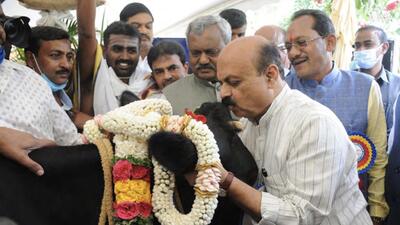 The chief minister adopted 11 cows from the Rashtrothana Gau Shala (cow shelter) on his birthday which his office called as the “way for cow protection”. (HT) The chief minister adopted 11 cows from the Rashtrothana Gau Shala (cow shelter) on his birthday which his office called as the “way for cow protection”. (HT)