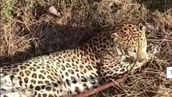 2-yr-old leopard hit by speeding vehicle on KMP Expressway succumbs to injuries