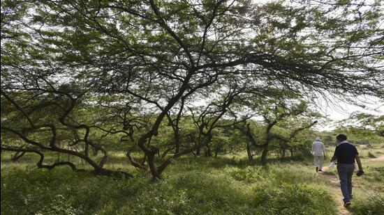 Grasses are already returning in parts of the sanctuary where human footprint has reduced, according to a senior forest official in the south division. (Sanjeev Verma/HT Archive)