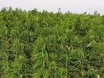 Hemp is making a comeback after decades in the wilderness(M. Woike/blickwinkel/picture alliance) Hemp is making a comeback after decades in the wilderness(M. Woike/blickwinkel/picture alliance)