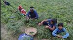 The Union budget for 2022-23 may have some announcements for the farm sector in view of the polls, according to analysts. (FILE PHOTO)