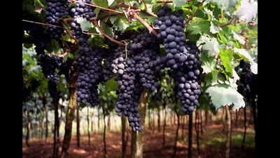 Today, if the country has over 110 wineries, around 75 of them are in Maharashtra although only 40 to 45 are operational currently. Of these,just around 15 to 20 units are into direct marketing. (REPRESENTATIONAL IMAGE)