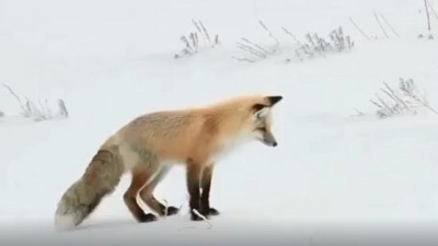 The image, taken from the viral video posted by Jennifer Garner, shows the fox. (Instagram/@nationalparkservice)