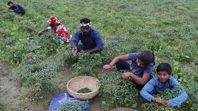 The Union budget for 2022-23 may have some announcements for the farm sector in view of the polls, according to analysts. (FILE PHOTO) The Union budget for 2022-23 may have some announcements for the farm sector in view of the polls, according to analysts. (FILE PHOTO)