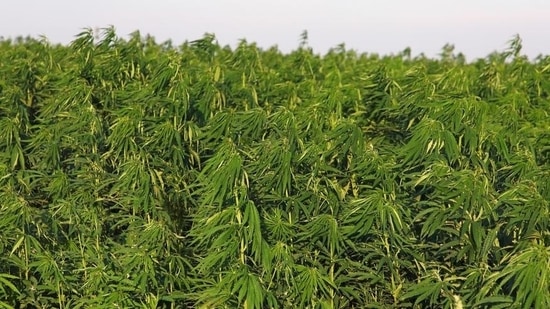 Hemp is making a comeback after decades in the wilderness(M. Woike/blickwinkel/picture alliance)