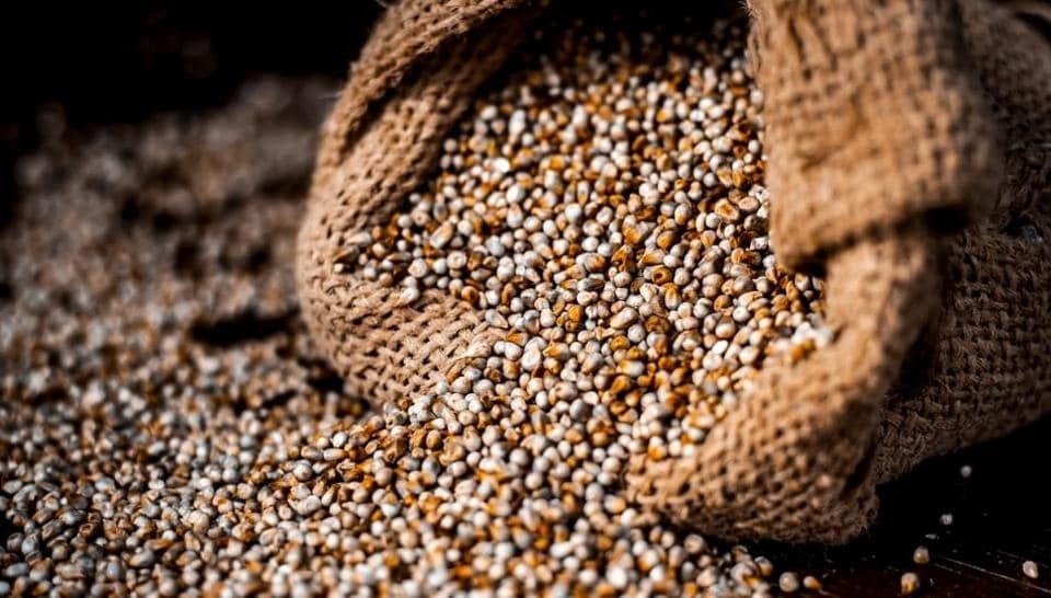 Bajra (Shutterstock) Bajra (Shutterstock)