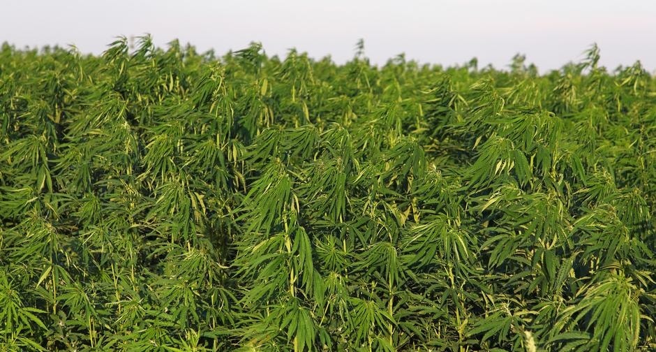 Hemp is making a comeback after decades in the wilderness (M. Woike/blickwinkel/picture alliance)