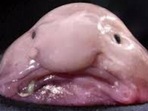 The Blobfish Baby