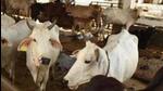 Madhya Pradesh has 1,392 registered cow shelters with about 180,000 cows. (Representational Image: HT PHOTO)