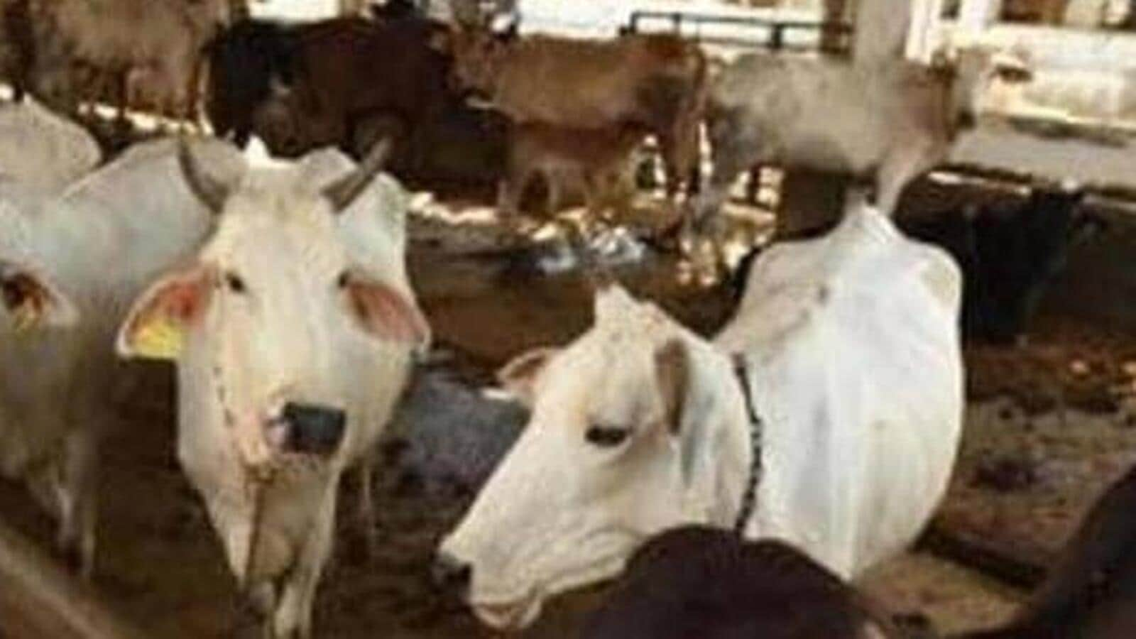 Rising cow deaths in Madhya Pradesh raise questions about plight of shelters