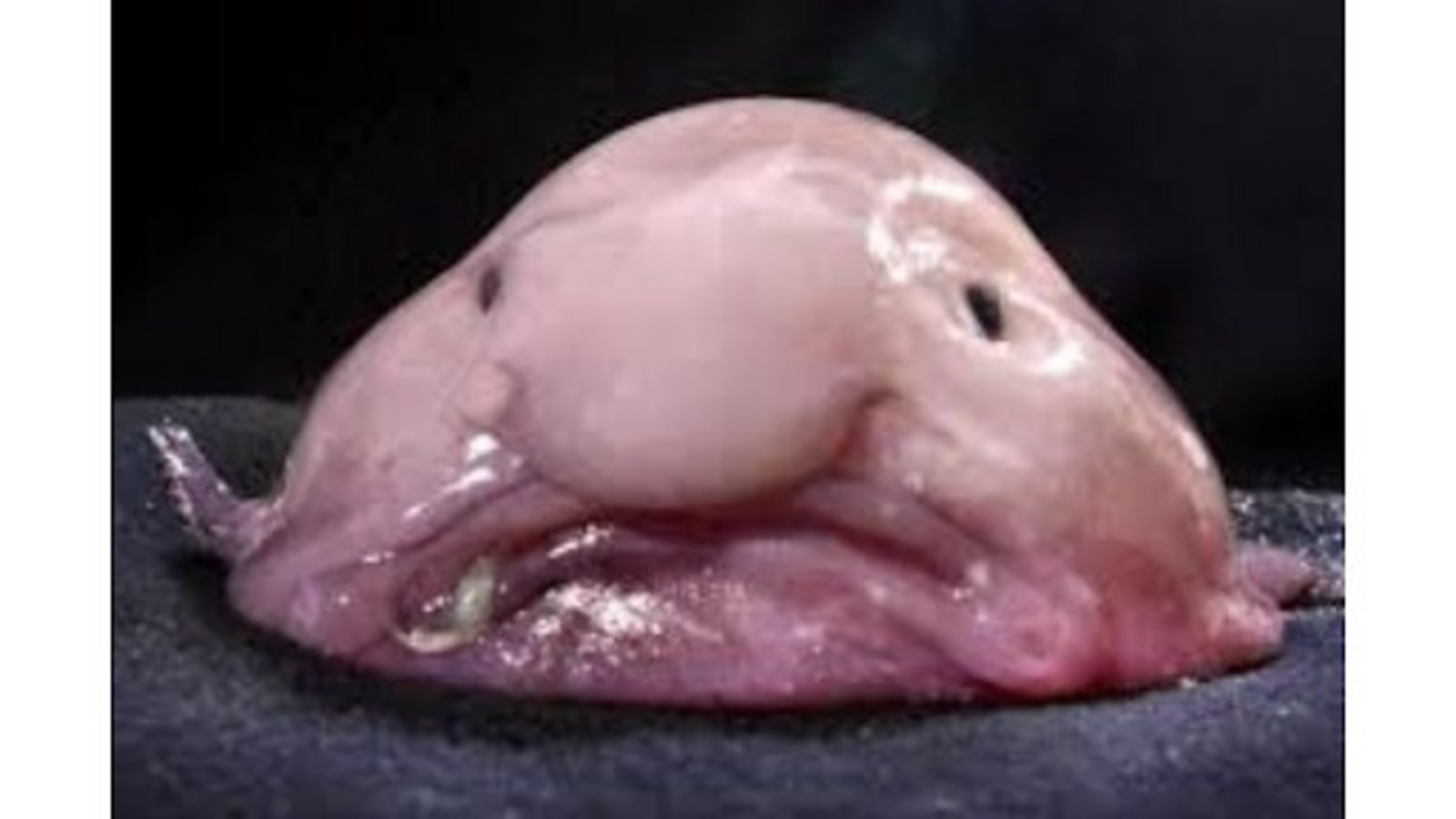 Blobfish – The Blobfish Baby is the world's ugliest animal - Hindustan Times