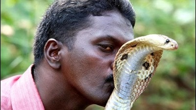 Vava Suresh has suffered over 250 snake bites. (HT Photo) Vava Suresh has suffered over 250 snake bites. (HT Photo)