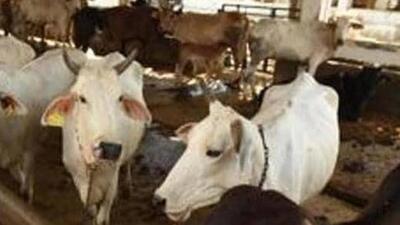 Madhya Pradesh has 1,392 registered cow shelters with about 180,000 cows. (Representational Image: HT PHOTO)