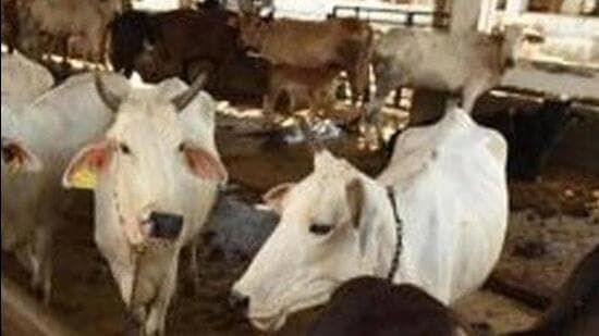 Madhya Pradesh has 1,392 registered cow shelters with about 180,000 cows. (Representational Image: HT PHOTO)