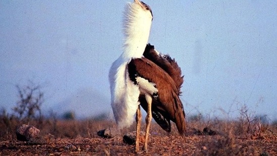 The Great Indian Bustard is listed as Critically Endangered by the International Union for Conservation of Nature (IUCN) in its Red List of threatened species.(Photo courtesy: Asad Rahmani) The Great Indian Bustard is listed as Critically Endangered by the International Union for Conservation of Nature (IUCN) in its Red List of threatened species.(Photo courtesy: Asad Rahmani)