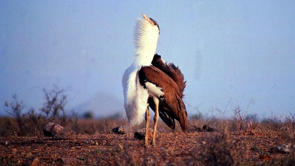 The Great Indian Bustard is listed as Critically Endangered by the International Union for Conservation of Nature (IUCN) in its Red List of threatened species. (Photo courtesy: Asad Rahmani)