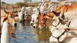 Swami Akhileshwaranand Giri alleged that the then MPgovernment led by Digvijaya Singh in 2000 dissolved 10 cow shelters and gave the land to his supporters (HT File Photo)