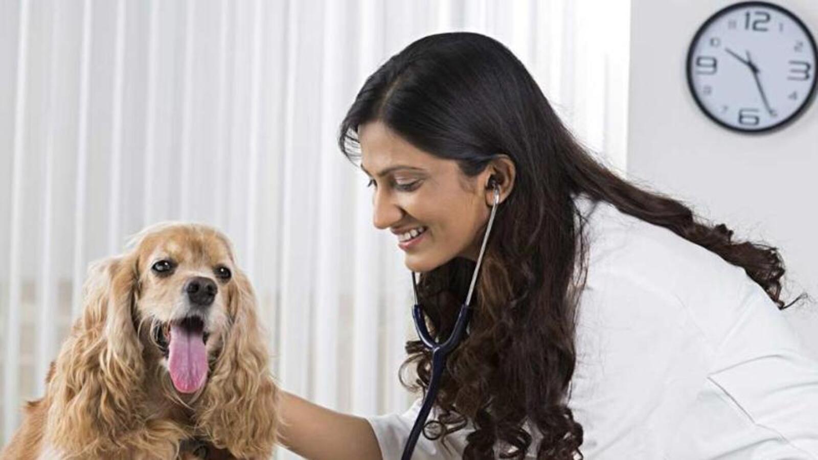 Moti bagh top dog hospital