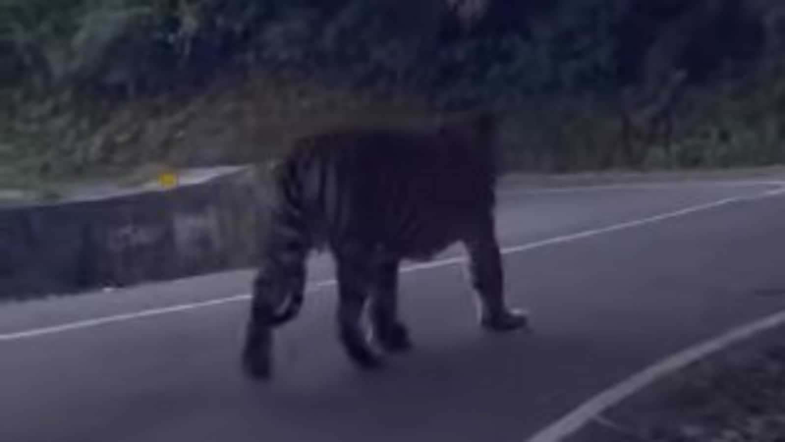 Tiger strolls in front of tourist car. Woman shares how she felt at the  moment | Trending - Hindustan Times