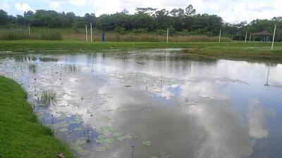 Natural coastal wetlands lost around 73,961 ha over a decade. (HT Photo/Representative image) Natural coastal wetlands lost around 73,961 ha over a decade. (HT Photo/Representative image)
