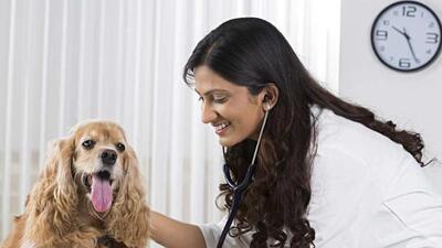 The aim of the project is to provide stray animals, as well as pets and domesticated animals, comprehensive medical care under one roof and that too in the heart of Delhi. (Representative image/HT Archive) The aim of the project is to provide stray animals, as well as pets and domesticated animals, comprehensive medical care under one roof and that too in the heart of Delhi. (Representative image/HT Archive)
