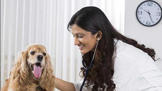 The aim of the project is to provide stray animals, as well as pets and domesticated animals, comprehensive medical care under one roof and that too in the heart of Delhi. (Representative image/HT Archive)