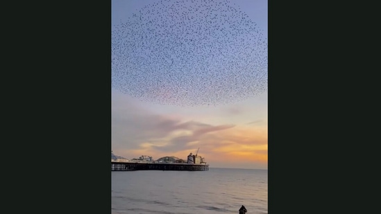 Screengrab from the video where starling birds ‘cloud’ the sky during murmuration. (Jukin Media) Screengrab from the video where starling birds ‘cloud’ the sky during murmuration. (Jukin Media)