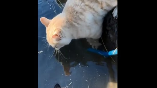 The image, taken from the horse-related Reddit video, shows the cat drinking water.(Screengrab)